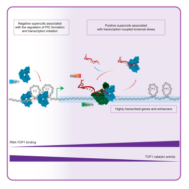 Online Now: RNA interacts with topoisomerase I to adjust DNA topology dlvr.it/TCBkDV