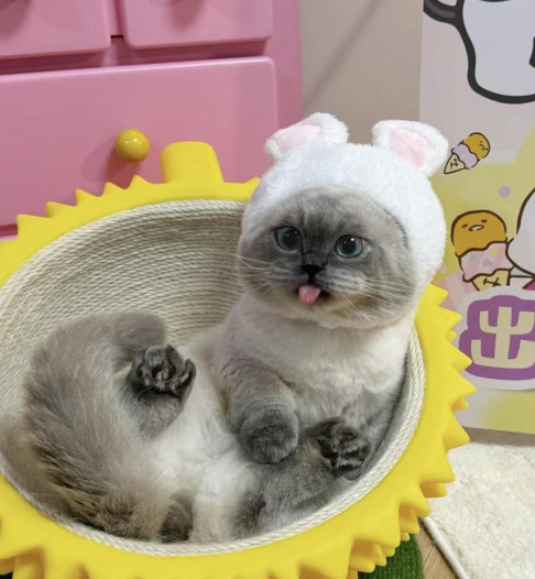 finn0nacci's tweet image. missing out on the most popular chinese cat for sure