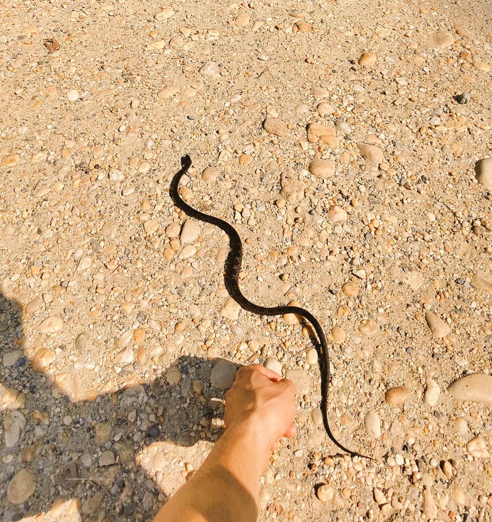 HitmeWMusicVR's tweet image. We were eating lunch at a park then suddenly a baby rat snake 🐍 fell out of a tree on top of the table of the people next to us 😂. 
The falls were nice tho, then it rained just as we were finishing up. #metaview