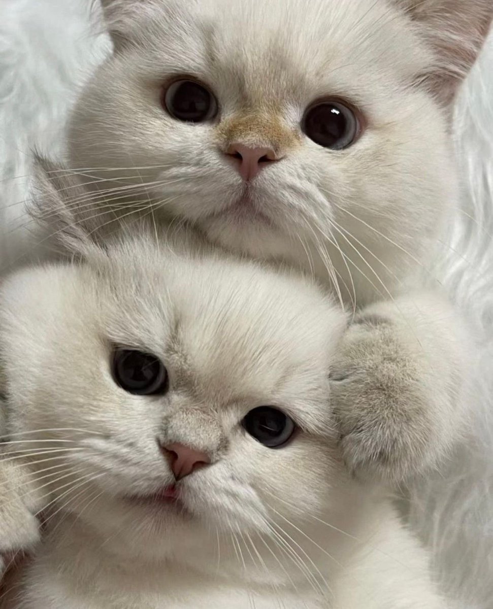 No Context Cats (@nocontextscats) on Twitter photo 