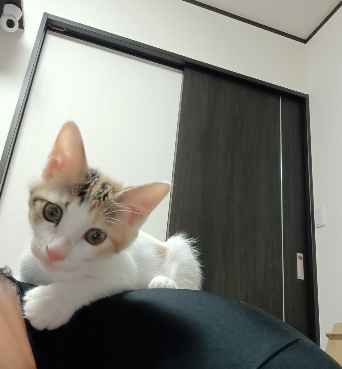cellbururu's tweet photo. ご飯あげてスマホイジってたら肩に乗ってきたんやで
耳噛まれて痛かったんやで https://t.co/YpPcHQSwUX
