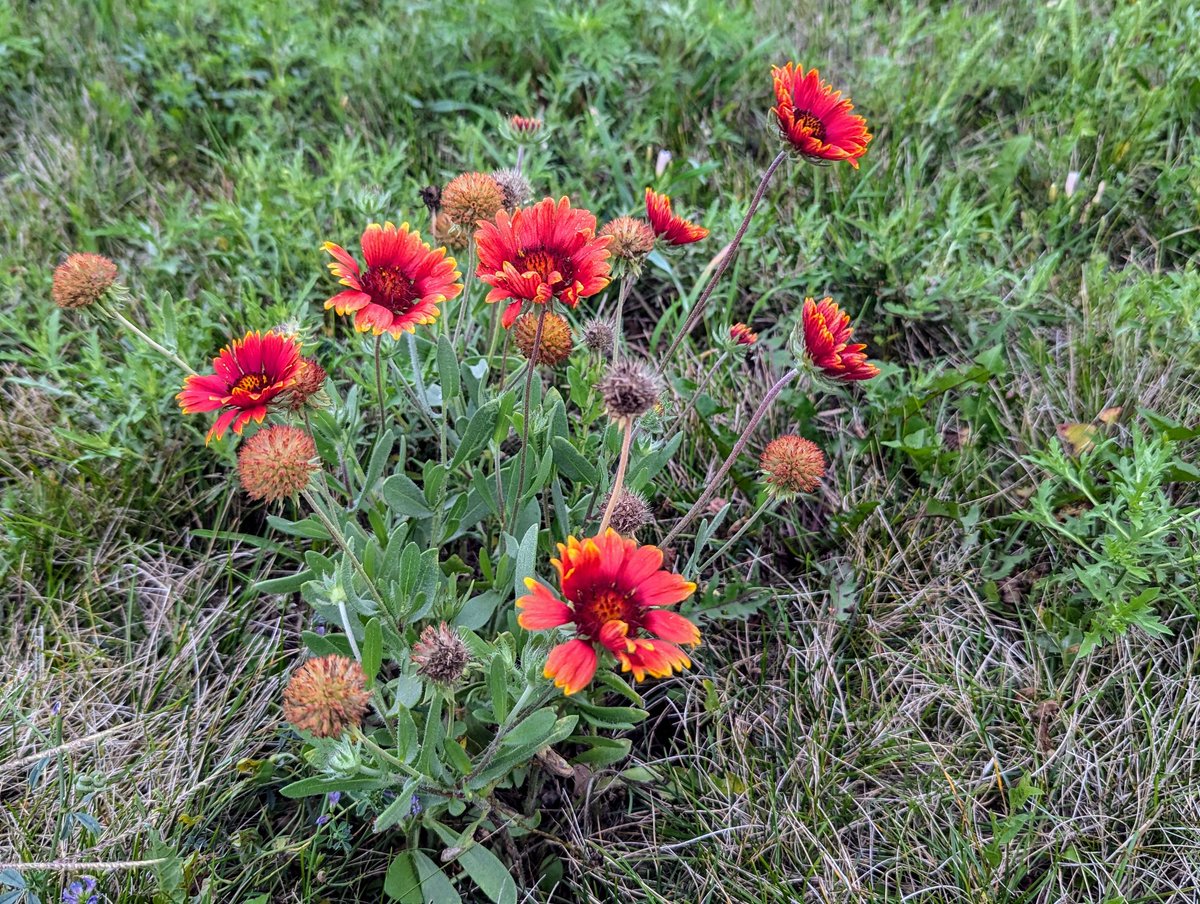DocBohn's tweet photo. Good morning
#GoodMorning #firewheel #IndianBlanket #flower https://t.co/0Fl9BxWn67