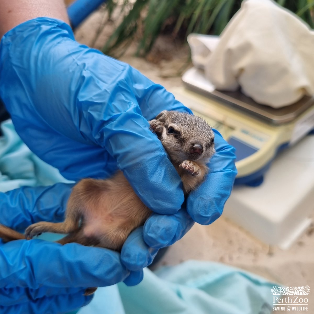PerthZoo's tweet photo. NUMBAT NEWS 🐾
Numbat mum Azari's little joeys are growing big and strong. 

When matured, these little Numbats will be released into wild habitat as part of our collaborative breed-for-release program 💪 https://t.co/G6hh4dddwr