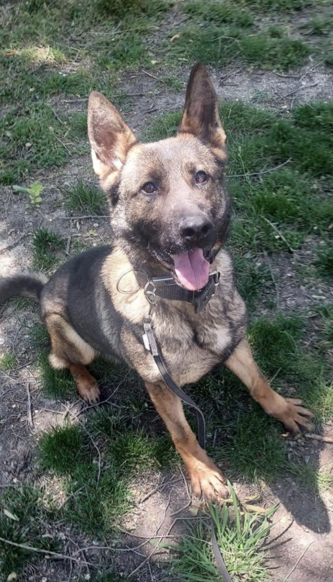 policia's tweet photo. Hola👋🏼 os presentamos a Lexa, una perrita pastor alemán de tres años que se jubila de @policia por una insuficiencia renal crónica

¿Quieres que forme parte de tu familia? ⬇️

✉️Escribe un correo a info@heroesde4patas.org 

https://t.co/YDHWoeILnm https://t.co/wvJVpPfMjd