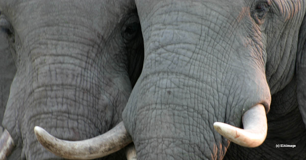 loom.ly/uKOKkQA
A recent arrest has taken place of a suspected ivory trafficker in Kenya with 185 pounds of elephant tusks. Despite government efforts to stop poaching, the demand for ivory products continues. See our work on elephants here: loom.ly/OoYTmP4