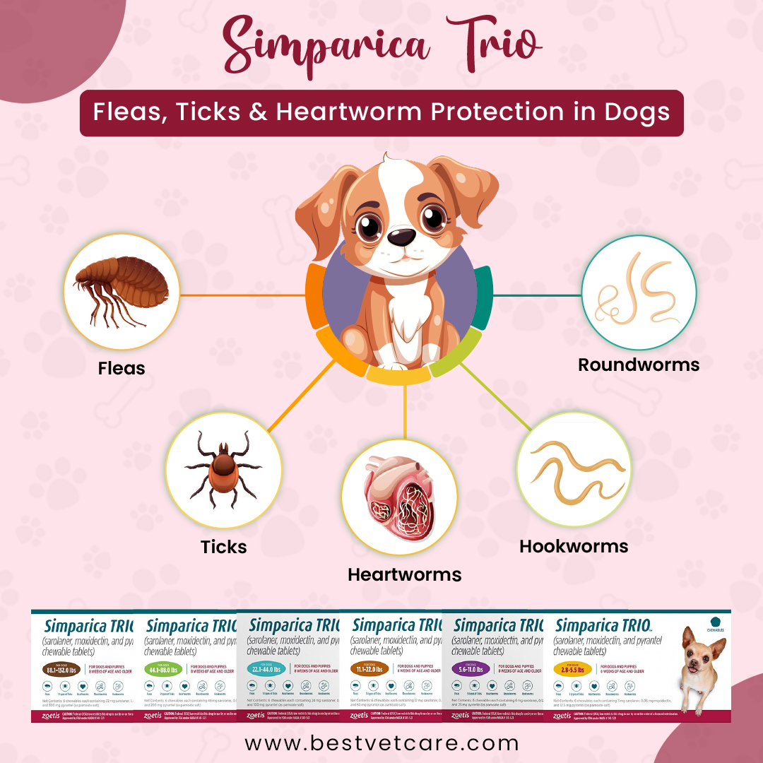 BestVetCareUS's tweet image. Protect your furry friend with #SimparicaTrio! 🐾This powerful chewable tablet provides broad-spectrum protection against fleas, ticks, &amp;amp; heartworms.

Shop: bit.ly/3WSoBcG

#fleaandtickprevention #heartwormprotection #petcare #petprotection #fleaandtickcontrol