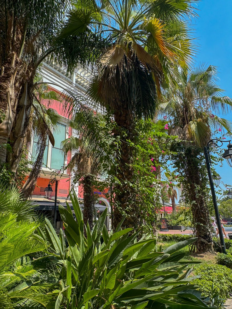 Doğayla iç içe huzur dolu bir gün geçiriyorum, #MaviBahçedeyim ve her köşede ayrı bir güzellik keşfediyorum. 🌿

#MaviBahçe #doğa #yeşil