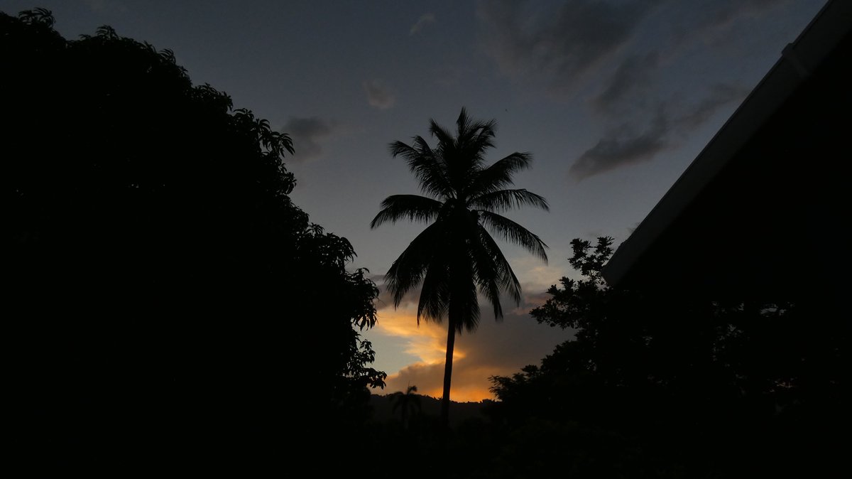 suezeecue's tweet image. Coconut tree at sunrise... #Kingston #Jamaica #TuesdayScenes #adaylate @djmillerJA @SonjahStanley @jahmekyagyal @CaroleBeckford @simonenclarke @DahliaHarris