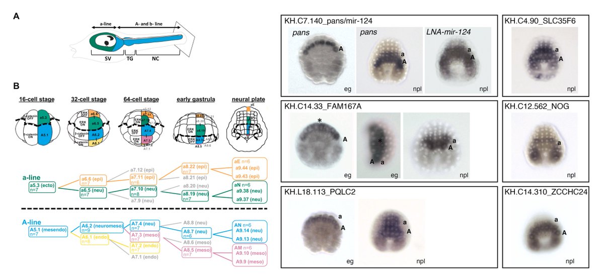 Developmental Biology (@dev_bio_journal) on Twitter photo #DBfeature🌊#Ascidian
Early transcriptional similarities between two distinct neural lineages during ascidian embryogenesis
by Richard Copley, Hitoyoshi Yasuo et al <a href="/HitoyoshiYasuo/">YASUO Hitoyoshi</a>
sciencedirect.com/science/articl… #DBfeature🌊#Ascidian
Early transcriptional similarities between two distinct neural lineages during ascidian embryogenesis
by Richard Copley, Hitoyoshi Yasuo et al <a href="/HitoyoshiYasuo/">YASUO Hitoyoshi</a>
sciencedirect.com/science/articl…