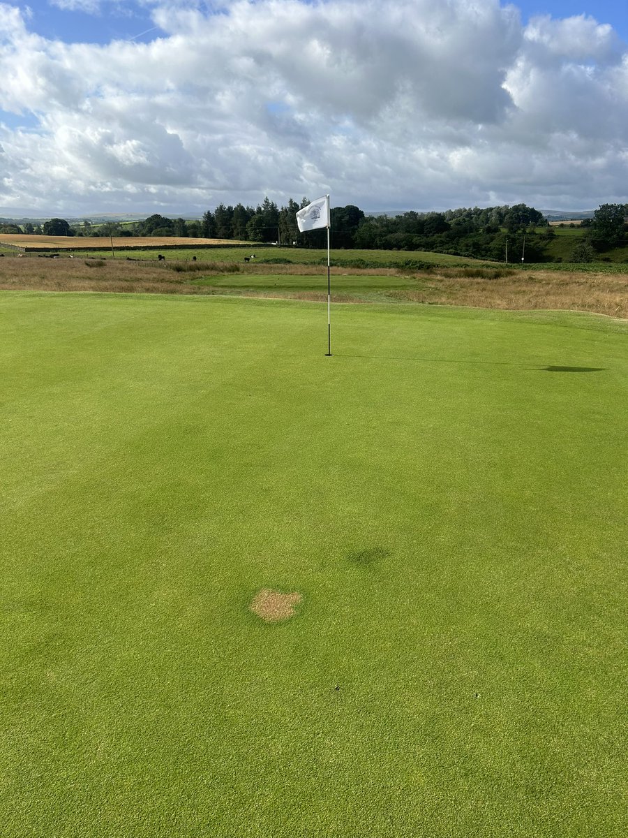 So you may have spotted some patches on the greens, this is caused by the sheep when they get through the fence and take a wee on the green. The ammonia in the urine scorch’s the grass where it’s most concentrated but around the edge cause a flush of growth.