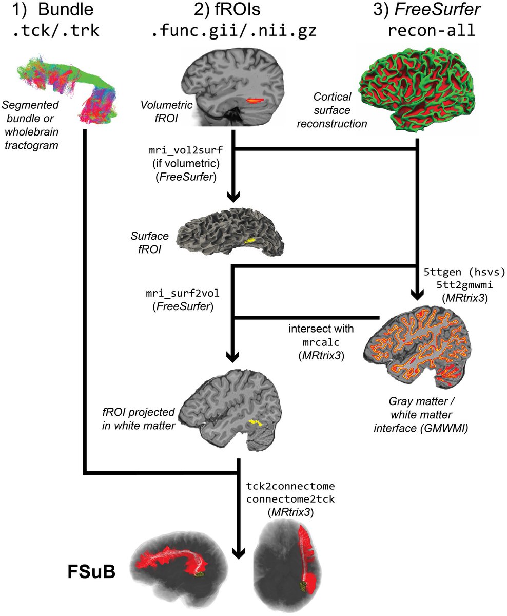 🧠 #brain stuff: 
A practical guide for combining functional regions of interest and white matter bundles
by Steven L. Meisler,<a href="/emilykubota/">Emily Kubota</a>,<a href="/kalatwt/">kalatwit</a> and others:
frontiersin.org/journals/neuro…

Colorful #neuroscience 🤓