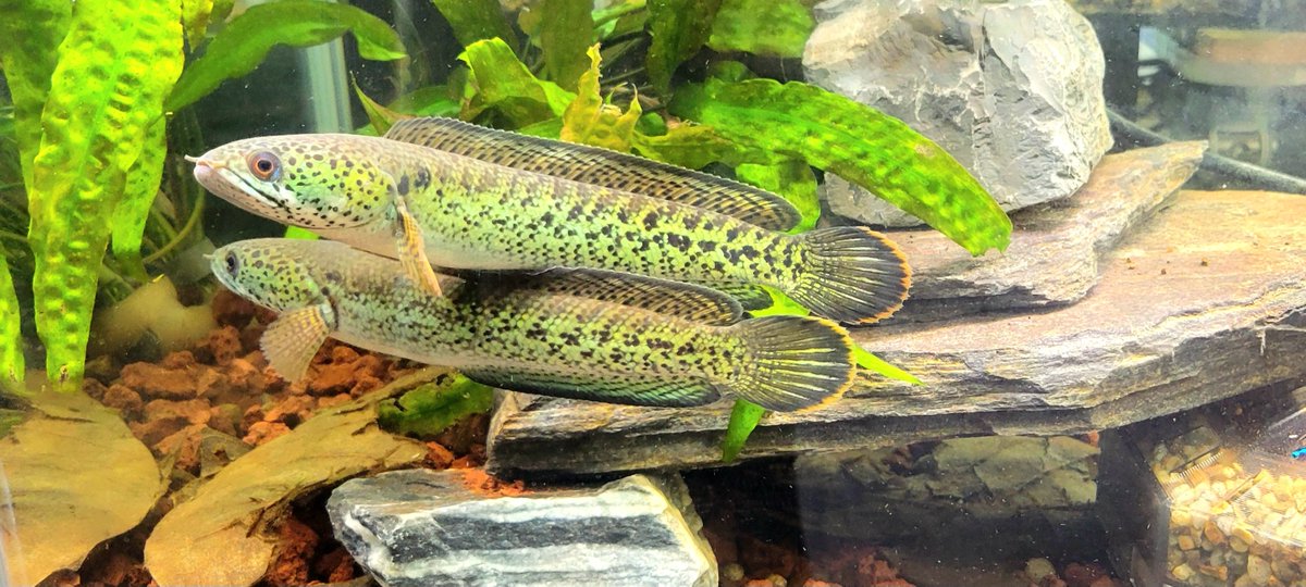 チャンナバルカ