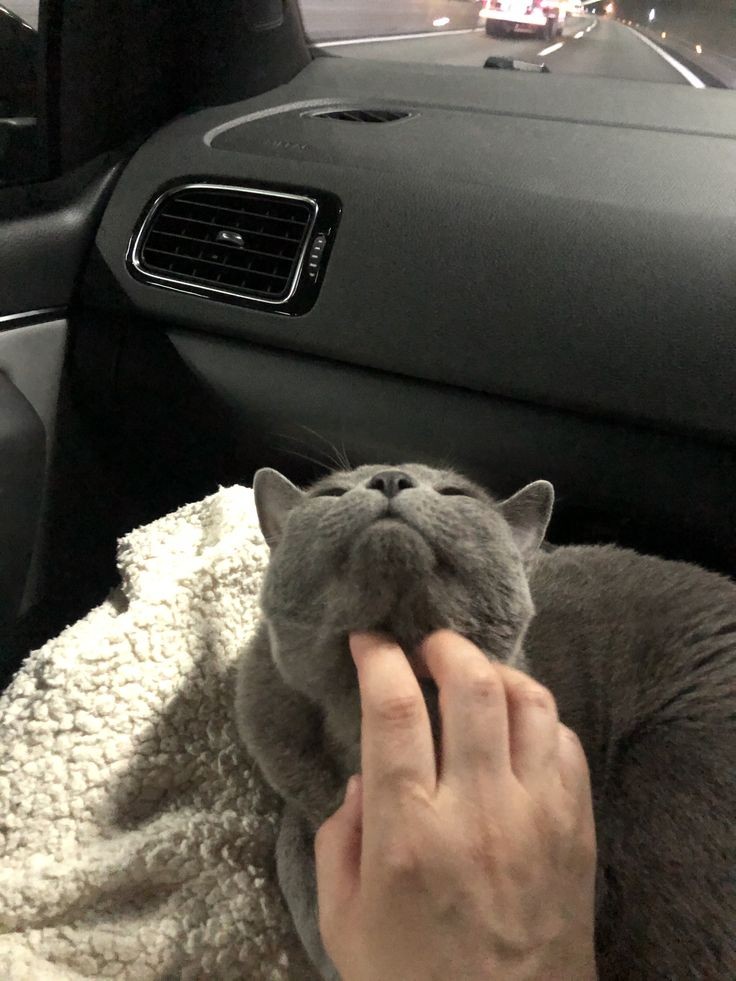 levando as crias pro vet mas nimue é o mais manhoso que precisa de cafuné pra não surtar e fugir no caminho