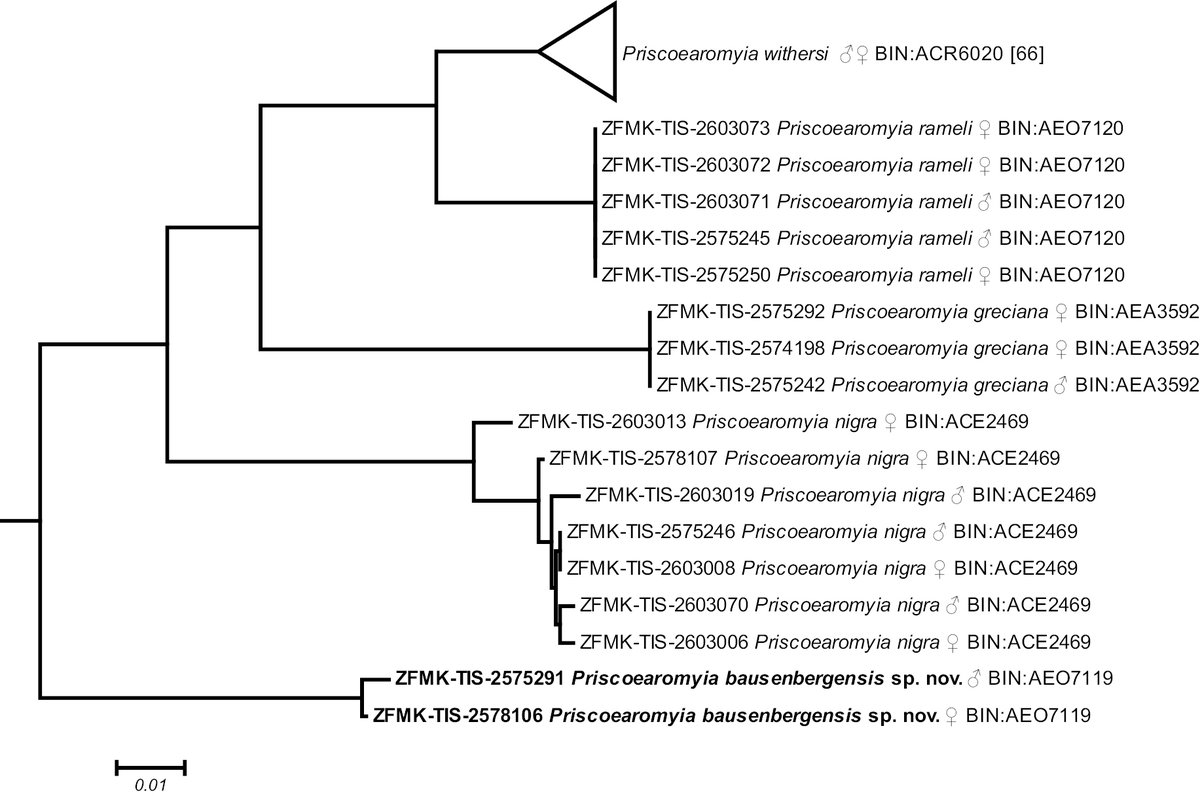 Yeah... 🤩 there it is: Priscoearomyia bausenbergensis sp. nov.  🪰 #fliesarecooltoo #Lonchaeidae #Niederzissen #Brohltal