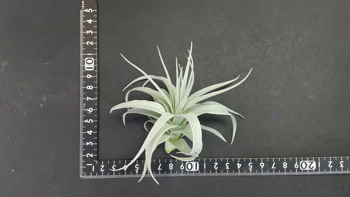 Tillandsia longiscapa Minas Gerais，Brazil ティランジア ブロメリア