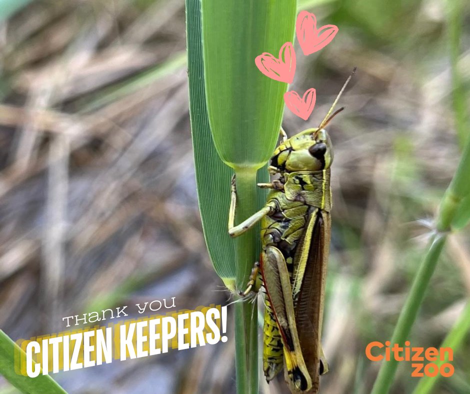 We are hopping (&amp; stridulating) with joy after another fantastic season for our 'A Hop of Hope' Large Marsh Grasshopper Project 🌿🦗🫲

Thanks to our amazing Citizen Keepers for making this year a record breaker, with 1500+ 'hoppers released! 💚

#rewilding #conservationoptimism