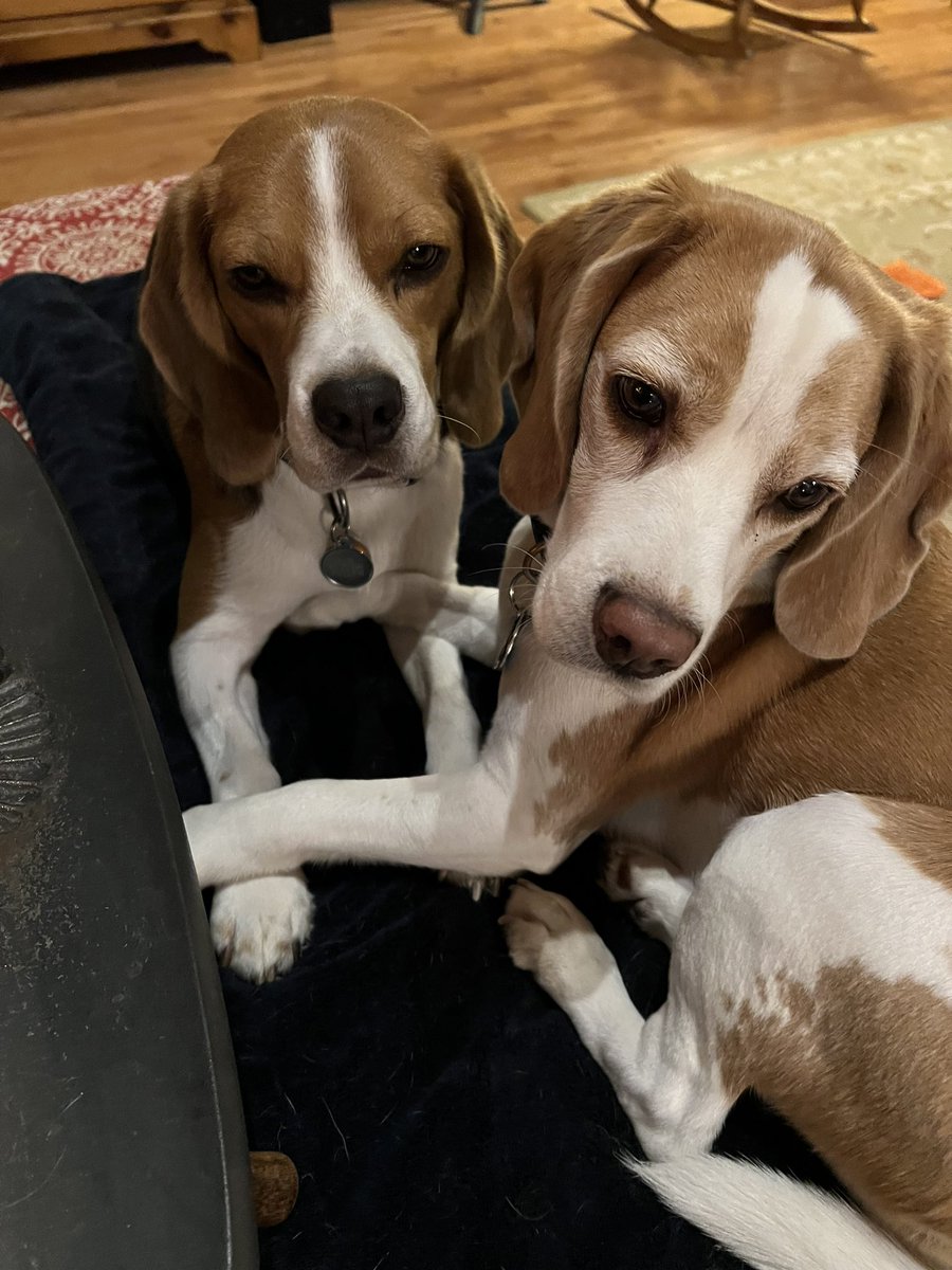 HazelBeagle (and Simon too) tweet media