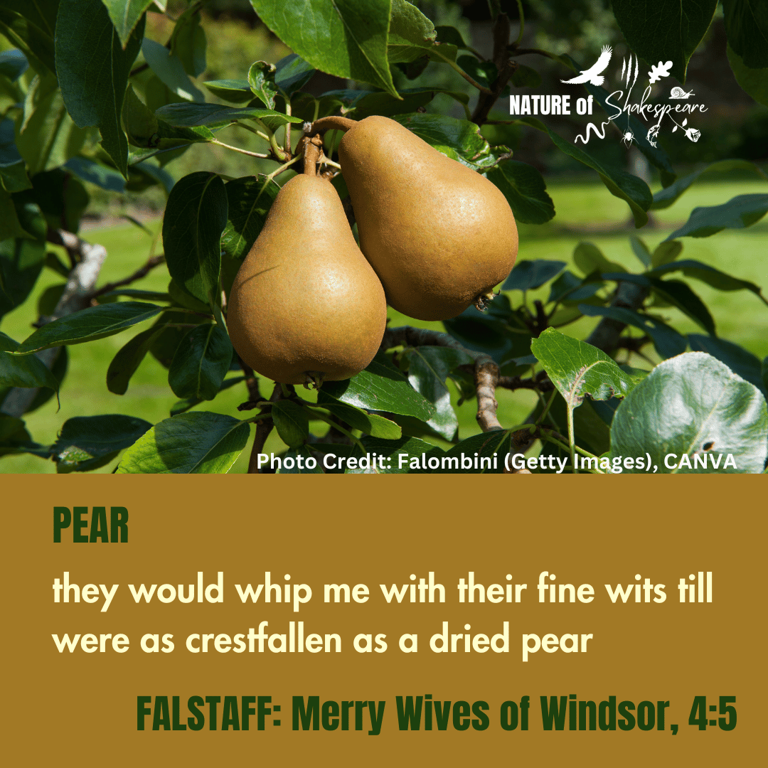 NatureS40430's tweet photo. Shakespeare Species Pear: they would whip me with their fine wits till I were as crestfallen as a dried pear. Another of Falstaff's vivid fruit based images. #shakespearespecies https://t.co/mczug3Z0t0