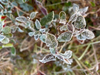Low of 32 on Virginia Tech's sensor at Canaan Valley, WVa, this AM. But meteorology professor Dave Carroll is on site at Dolly Sods in eastern WVa where he measured unofficial low of 25 with heavy frost evident.