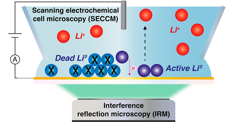 A team led by <a href="/yerga/">Daniel Martín Yerga</a> and <a href="/Patrick_Unwin/">Pat Unwin</a> of <a href="/warwickchem/">Warwick Chemistry</a> <a href="/uniofwarwick/">University of Warwick</a> investigate #Lithium metal deposition and stripping on lithiophilic thin-film Au surfaces using an in situ SECCM/IRM and ex situ SEM multimicroscopy approach. #Electrode

#OpenAccess: go.acs.org/axa