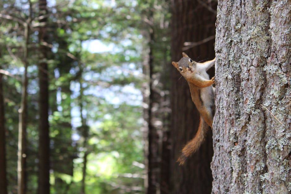 DonsTreeSvc's tweet image. Are squirrels getting on your roof? It’s time to take care of that problem...call now to schedule an appointment 770-413-8733
#squirrels #treeproblems #donstreeservice