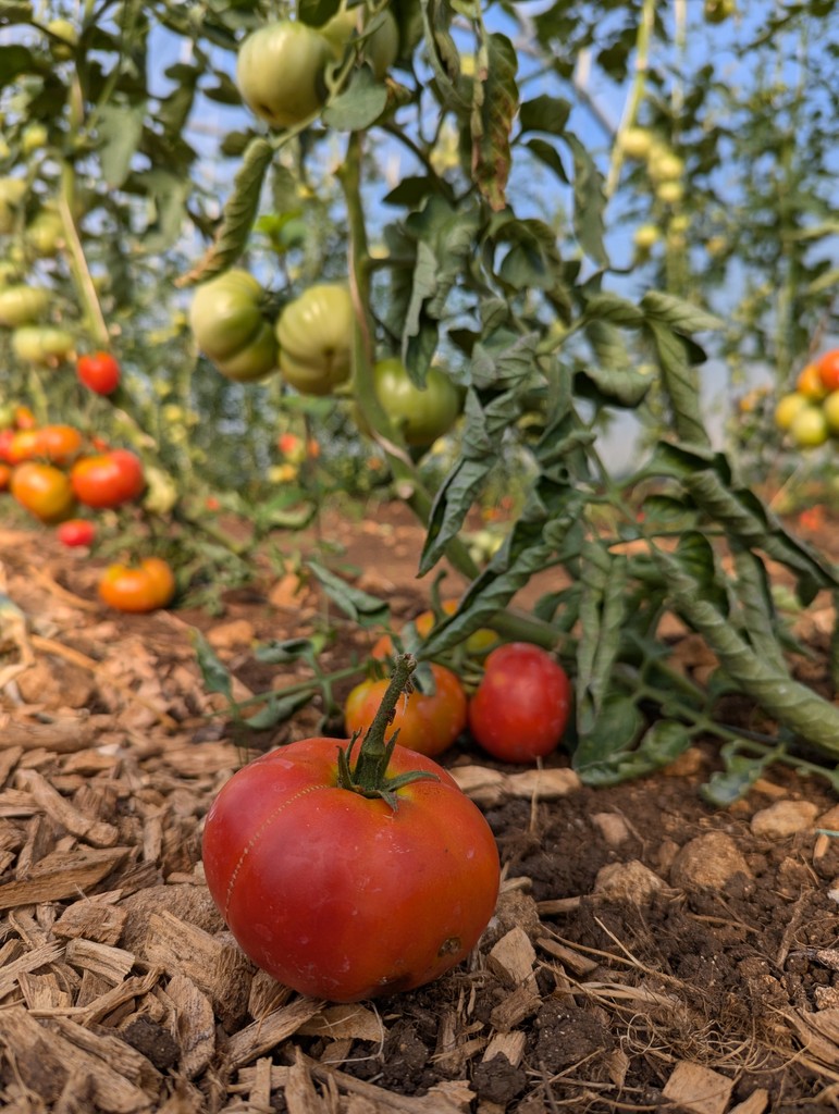 The Horticulture Team have been producing some delicious and nourishing veg this season, including these tomatoes!⁠
⁠
#tomatoes #homegrown #metabolichealth #nutrition #combegrovebath #estatekitchengarden