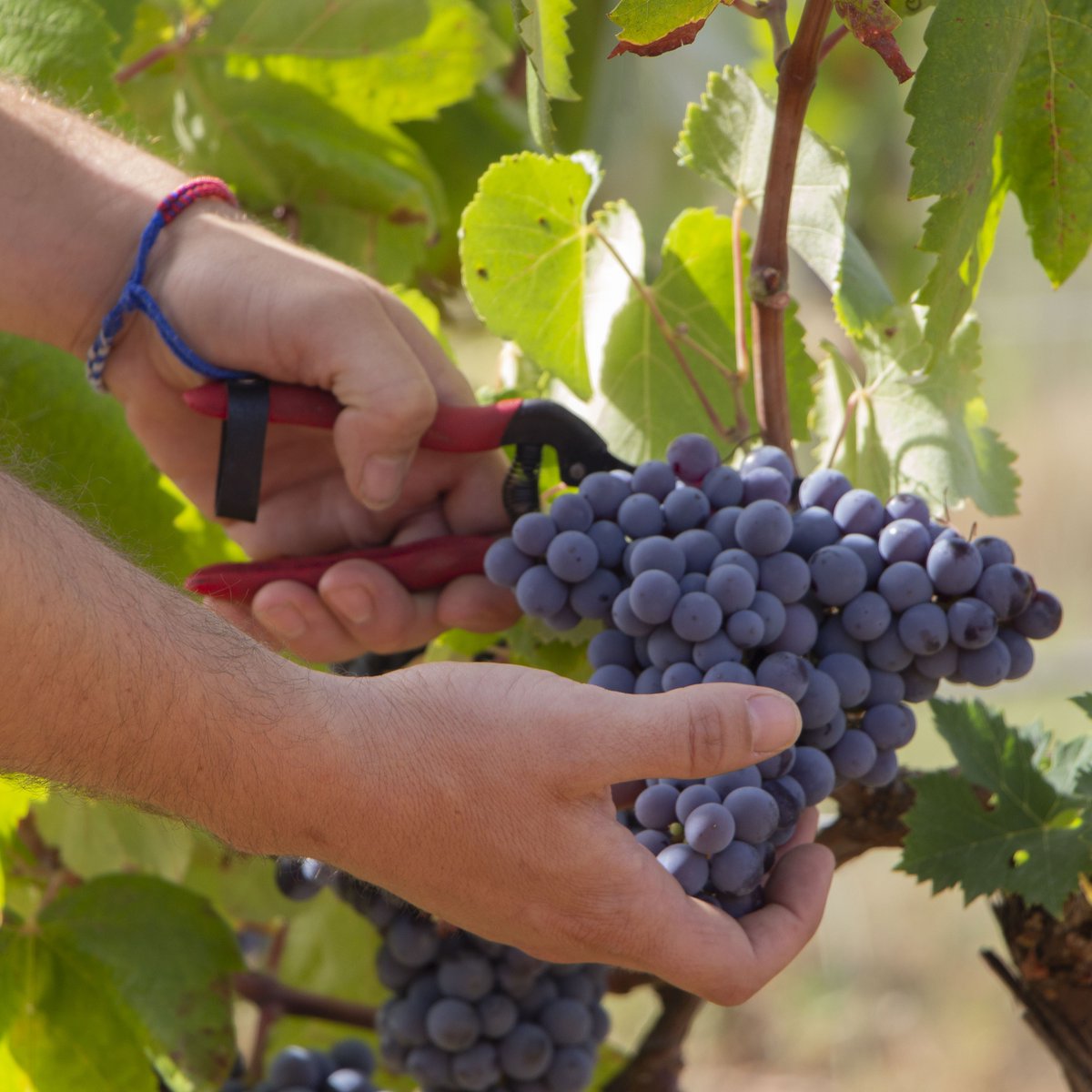 mestresdelsabor's tweet photo. 🍇Com es determina la data de la #verema? Durant juliol i agost el raïm canvia de color: les varietats negres es tornen roges, i les varietats blanques, grogues. A aquest procés se'l denomina #verol i és el moment en el qual el raïm madura i augmenta la concentració de sucres➡️ https://t.co/gHkRkBeQ8G
