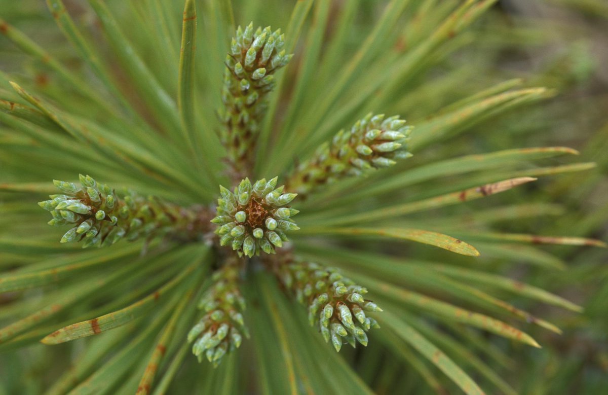 A growing network of specially conserved forests are giving Scotland’s native trees the best chance of responding to climate change and disease – making them fitter for the future.

Read the story: orlo.uk/7WThv

<a href="/EUFORGEN/">EUFORGEN</a> <a href="/Forest_Research/">Forest Research</a>