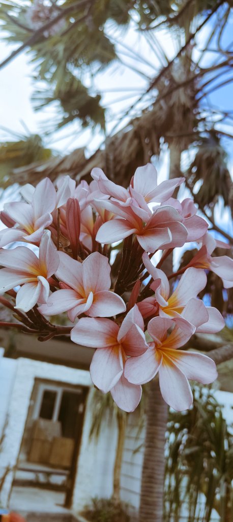 plumeria