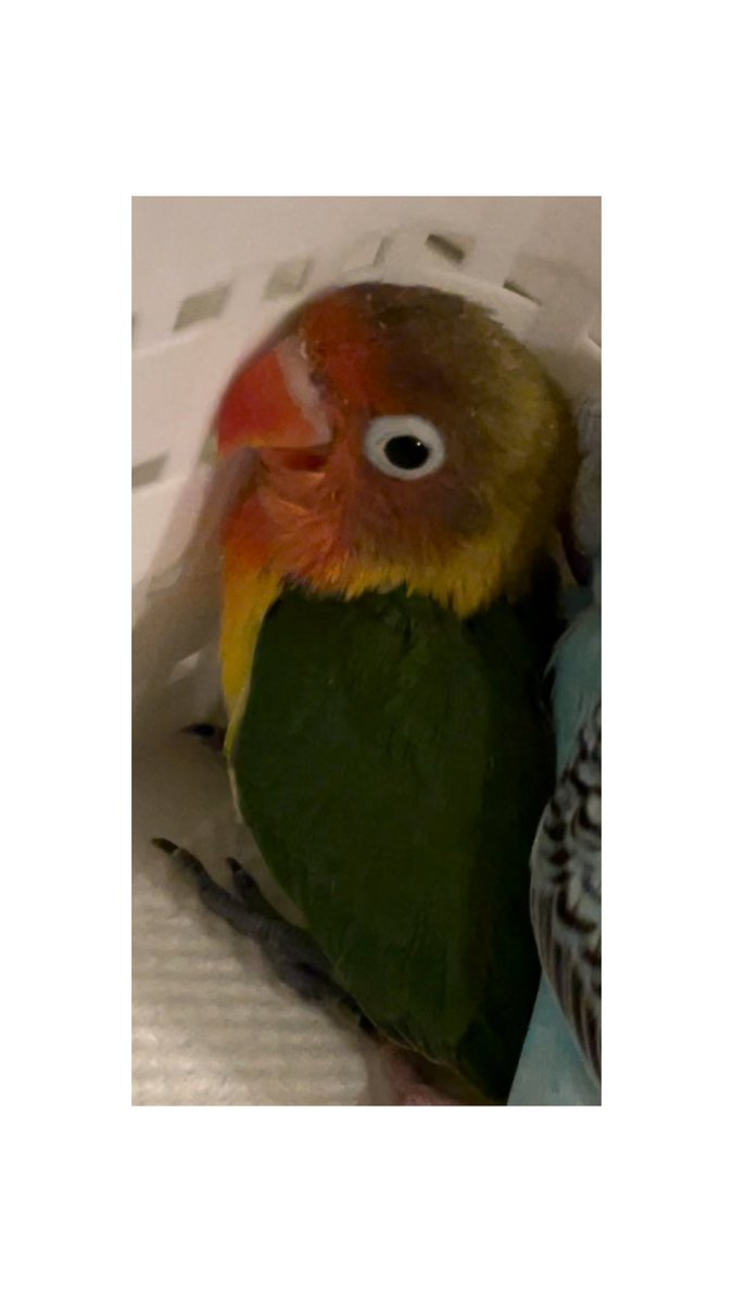 Nn8Ge's tweet photo. 今日のお昼頃からペットのボタンインコが行方不明になっています。

・ボタンインコ(色 ノーマル)
・お腹はオレンジ色
・キュピキュピと特徴的な鳴き声
・かなり飛べます

⭕️北海道の苫小牧市 桜木町で行方不明 https://t.co/3n3Tua2L5u