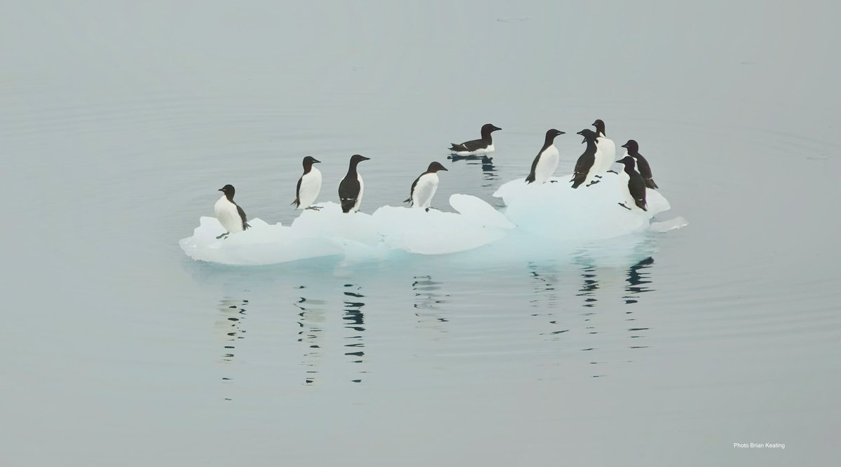 GoingWildTV's tweet image. Ellesmere Island.  I first came here when I was 21 years old, working at a weather station as a handyman. Presently I’m on a ship in a fjord on the south end of the island, fully 3,200 km north of Calgary. What have we seen so far? Have a listen (8 min): 
cbc.ca/listen/live-ra…
