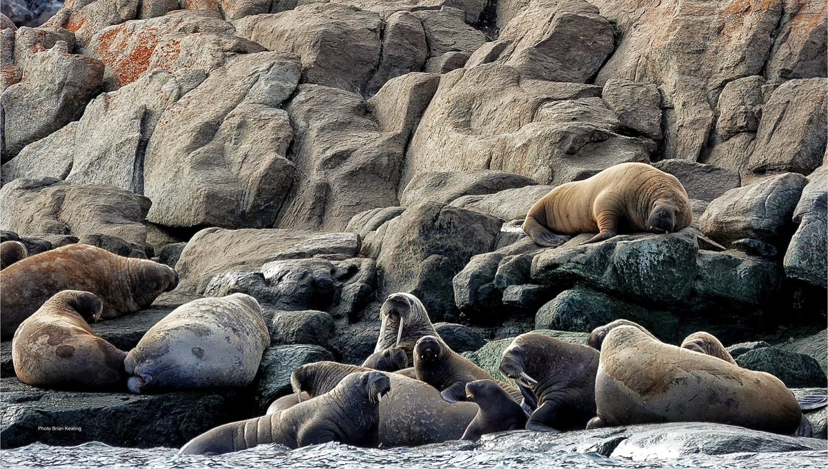 GoingWildTV's tweet image. Ellesmere Island.  I first came here when I was 21 years old, working at a weather station as a handyman. Presently I’m on a ship in a fjord on the south end of the island, fully 3,200 km north of Calgary. What have we seen so far? Have a listen (8 min): 
cbc.ca/listen/live-ra…