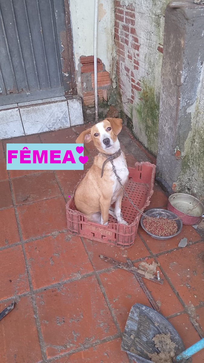 anagremiovedder's tweet photo. Esses 3 anjos precisam URGENTE de ADOÇÃO ou LAR TEMPORÁRIO! Estão em POA/RS. Entrar em contato com 51 991865781 (Ana) ou 51 991787108 (Rosane).
SE NÃO PUDER ADOTAR, POR FAVOR, AJUDE COMPARTILHANDO! @del_brunolima https://t.co/irKvGHaeZ3