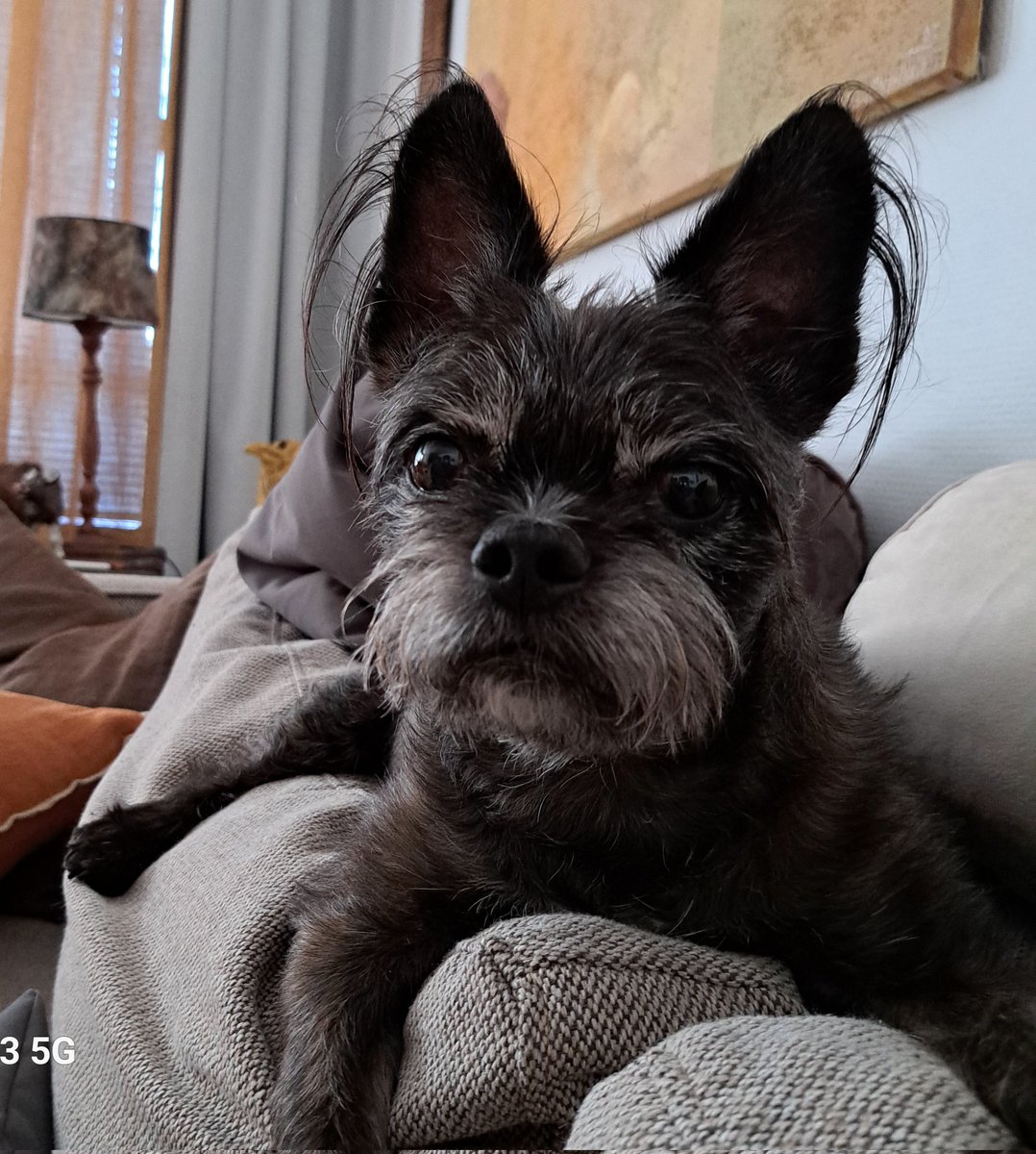 Nonni. Nyt odotettiin jäätelöautoa. Tinkelitong tuli ja muori osti kolmen pakkauksen koirien jädeä. 
🤢😵‍💫🙄 Kokeilin Moosea. Se oli hir.vee.tä. Miks mä en vois syödä ihmisten vaniljapuikkoa, joka maksaa vissiin euron. Nää kolme purkkia maksoivat 14.95 !
Muorikin maistoi ja 🤢🤑😵