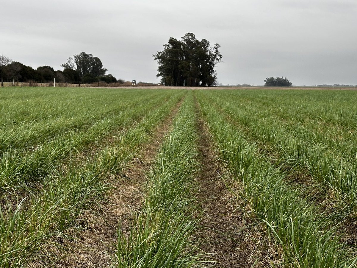 Producción de semilla categoría pre básica. Festuca mediterránea.
📍Pergamino