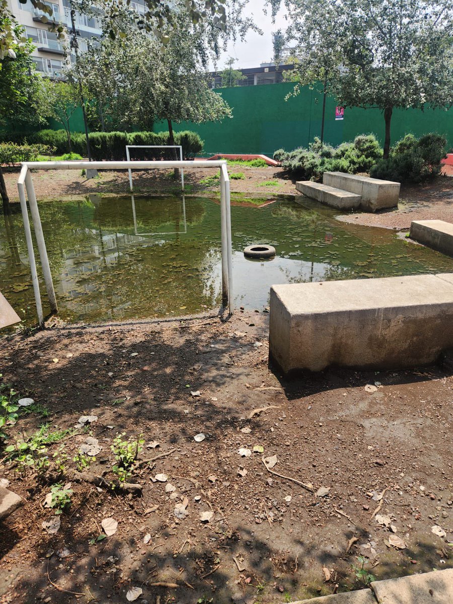 <a href="/ParquesPolanco8/">#ParquesPolanco 🌳</a> <a href="/Ecarbajalm/">Eduardo Carbajal</a> <a href="/LagoAlbertoMH/">#LagoAlberto 🚴🏻‍♂️🌳</a> <a href="/PoligonoMH/">Polígono MH</a> <a href="/CuadranteME/">CuadranteMarianoEscobedo🌳🚴‍♀️🚶🏻‍♂️</a> <a href="/mauriciotabe/">Mauricio Tabe Echartea</a> <a href="/ccb75asm/">Carlos Calderón</a> <a href="/MHcesac/">MH CESAC</a> <a href="/GobCDMX/">Gobierno de la Ciudad de México</a> <a href="/CFE_Contigo/">CFE_Contigo</a> <a href="/AlcaldiaMHmx/">Alcaldía Miguel Hidalgo</a> <a href="/PericoDS/">PericoDS</a> <a href="/monipozz/">p mnk</a> <a href="/AlbertoSH15/">Alberto SH</a> <a href="/Diogenes0618/">Diogenes Sinope</a> <a href="/CarmenLar800/">Carmen Larios</a> <a href="/p1chagoya/">Umbral Polanco 🌳</a> <a href="/AndromacoLago/">Lago Andromaco</a> <a href="/MhVigilante/">Vigilante MH</a> <a href="/colanahuac_cdmx/">Colonia Anáhuac CDMX</a> <a href="/ixmaelf/">Ismael Fernandez M</a> <a href="/Zaisarap/">Zairape</a> <a href="/betitoKochiloko/">Betitos</a> <a href="/angie_moralesm/">Ⓐⓝⓖⓘⓔ🪬</a> <a href="/OscarMe70510090/">OscarMeraz</a> @seduviCDMX <a href="/GrupoModelo_MX/">Grupo Modelo MX</a> <a href="/cesar_m_garrido/">César Garrido</a> <a href="/visionobs/">visionMH</a> <a href="/LiliPin38758091/">Lili Pinto</a> <a href="/Altancvv/">NCVV</a> <a href="/EsaudelVillar/">OMAR ESAU DEL VILLAR</a> <a href="/Gabopemo/">Gabo</a> <a href="/cin_fflowers/">Cynthia Fernández</a> <a href="/lulucha99/">Lulu Chavez</a> <a href="/PolankRock/">Luciana</a> <a href="/OlaMHmx/">Servicios Urbanos MH</a> <a href="/cdcasillas/">Columba Casillas O</a> <a href="/97ggr/">Gio</a> <a href="/FJVieyra/">Francisco J. Vieyra</a> <a href="/leoaguilars/">Leonardo AS.</a> <a href="/jjqc75/">Juan</a> <a href="/CFEmx/">CFEmx</a> <a href="/rs_mexico/">RaquelSt💚💜</a> <a href="/EVALUNA1000/">EVALUNA</a> A esta petición le sumamos apoyo para este parque de <a href="/LagoAlbertoMH/">#LagoAlberto 🚴🏻‍♂️🌳</a> , Así se encuentra el agua estancada es cultivo para infecciones, recordando que el dengue anda suelto, evitemos enfermedades <a href="/GrupoModelo_MX/">Grupo Modelo MX</a> , <a href="/MHcesac/">MH CESAC</a> ,<a href="/ParquesPolanco8/">#ParquesPolanco 🌳</a>  <a href="/mauriciotabe/">Mauricio Tabe Echartea</a>