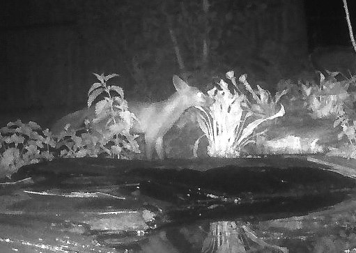 FSC Juniper Hall tweet media