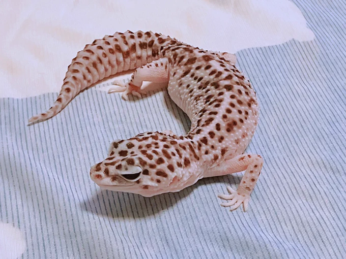 少しむっちりしましたねエンジェル
