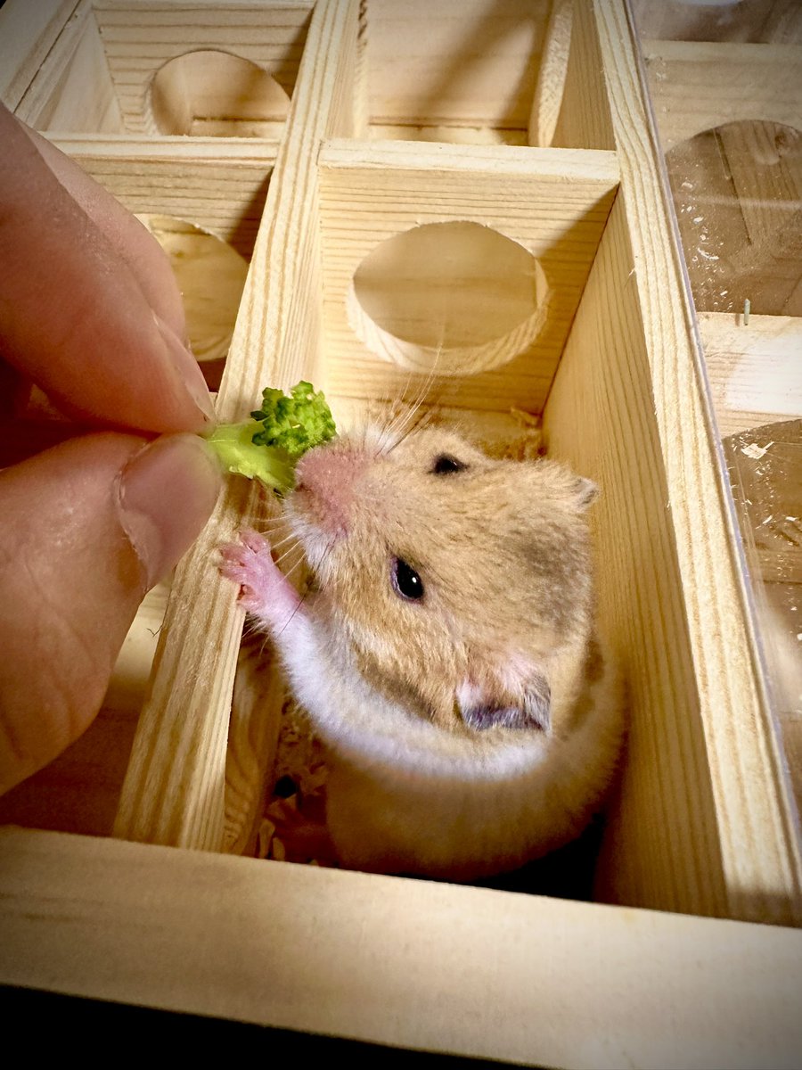 tsucci2200tv's tweet photo. 手から直接食べてくれるハム次郎🐹
動画はこちら➡️https://t.co/RCcvEzC232
#ハムスター #ゴールデンハムスター
#ハムスター好きと繋がりたい
#ハムスターのいる生活
#hamster #2200年TV https://t.co/eWcg1E3ppC