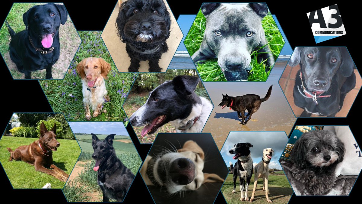 As many of you know, I love dogs and have 4 rescues. Today is #InternationalDogDay and given that most of us at <a href="/A3Comms/">A3 Communications</a> have one (or more!) dogs, we are celebrating with a collage of some of our pups! #DogDay