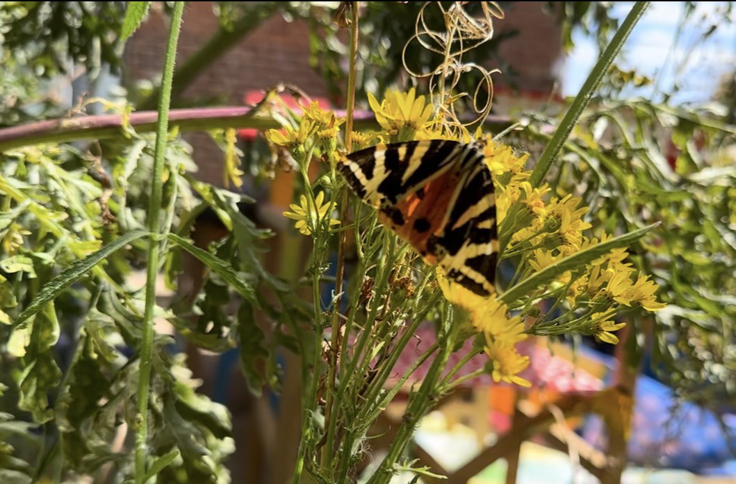 Late to the party but finally added Jersey Tiger to the garden list today here in Colchester. 2-3 Red Admirals, Comma, Holly Blues etc and Blackcaps feeding on Elder berries.