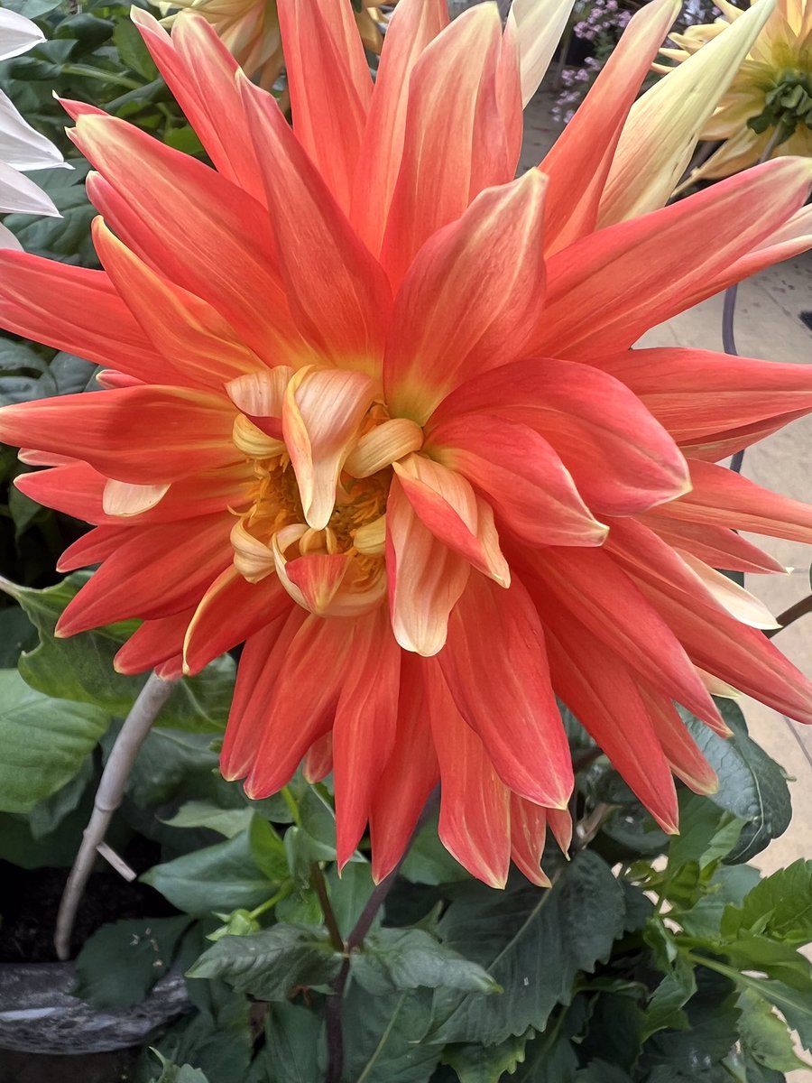 Trinkle96619465's tweet image. #WeirdWednesday   My new bright Yellow Dahlia has decided it wants to be Orange..since when did they get the choice!🤣🤣