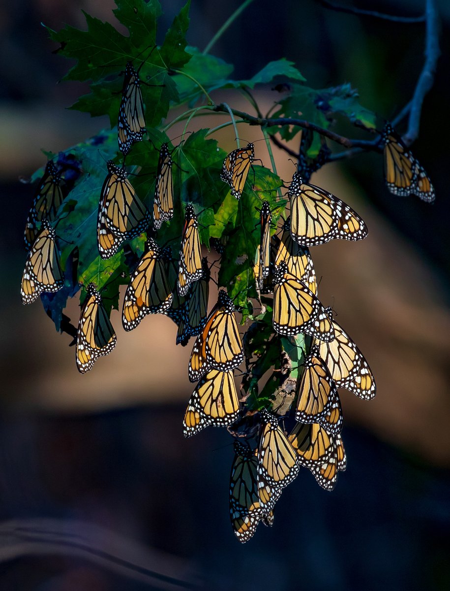 Monarch migration kicks off in mid-August and runs to mid-November. These butterflies only travel during the day, so what do they do at night? Groups of butterflies ranging from a handful to hundreds will roost in trees along the way!

📷 Mike Budd/USFWS