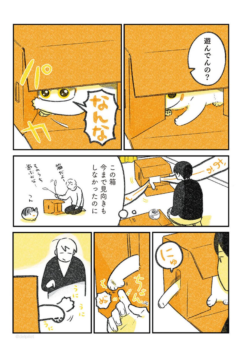 箱が好きな猫 