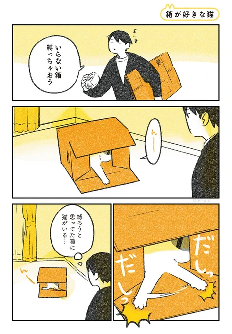 箱が好きな猫 