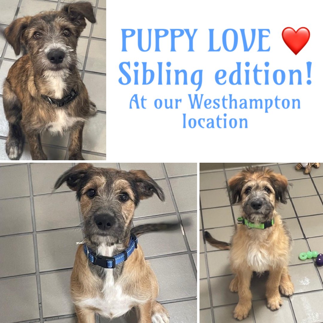 Photos do not do these sweet, scruffy puppies justice! 4-month-old siblings Dill, Scout &amp; Atticus are ADORABLE, not to mention, playful, friendly &amp; loving to all! They are the complete puppy package &amp; you can meet them TODAY at our Westhampton location!