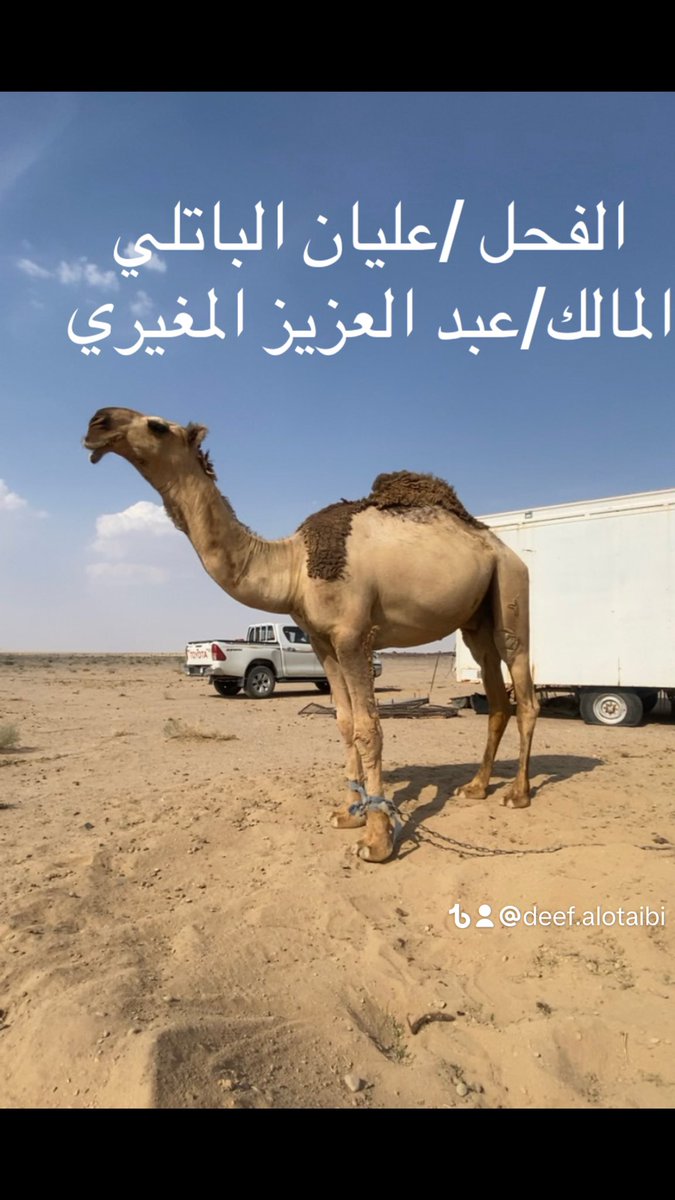 ‏﮼ضيف‌الله‌قزعان (@daefalotebi1) on Twitter photo 