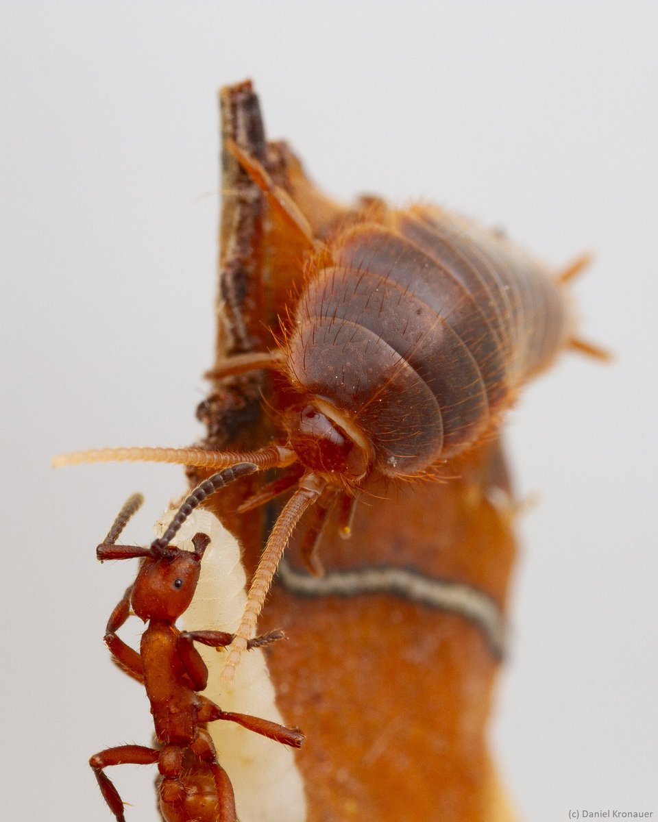 The bristletail Trichatelura manni is the puppy among the army ant guests. These cute creatures feed mostly on detritus in and around the ant nest and walk along in the ants’ nightly colony emigrations. I photographed this one in a laboratory nest with Eciton hamatum ants in 🇨🇷.