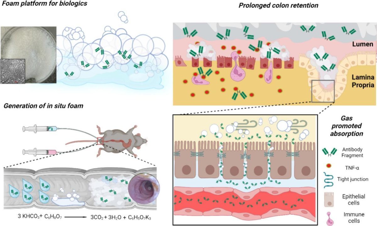 JCRnEDITORS's tweet photo. An in situ bioadhesive foam as a large intestinal delivery platform for antibody fragment to treat inflammatory bowel disease.
| Ana Beloqui @UCLouvain_be | @CRSBeNeLuxFr @AnaBeloqui1
#IntestinalDelivery #bioadhesive #InflammatoryBowelDisease
https://t.co/NYxba6VA5b https://t.co/ONzjd9TMcc