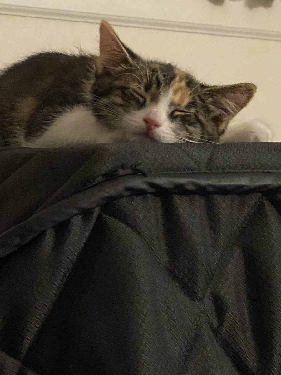 Goldfinch157's tweet photo. The reason for my lack of sleep and decreased productivity! #Goldfinch_Studios #cats #kittensofX However, you can still check out my work at https://t.co/4BGdRc1ZBm https://t.co/0wC9r7zW9I